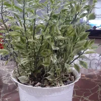 گل خانگی|گل و گیاه طبیعی|مریوان, |دیوار