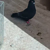 کبوتر گمشده