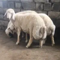 4 راس بره قوچ سنجابی سفید صادراتی حدود 10 ماهی