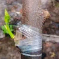 پیوند زدن انواع نهال و درخت