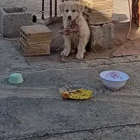 سگ پاپی