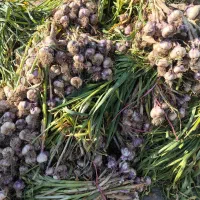 سیر تازه برداشت روز