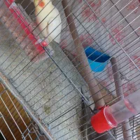 عروس هلندی با جوجه