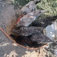 مرغ و خروس  امروک