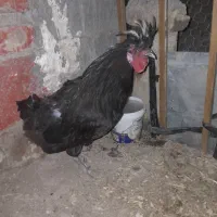 خروس خوب خوشگل