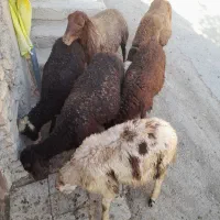 میش و بره  بره قوچ پلنگی