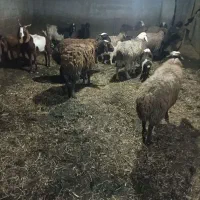 شیرتازه گوسفند