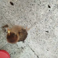جوجه رسمی ۳ ماه