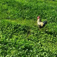 خروس|حیوانات مزرعه|مسجد سلیمان, |دیوار