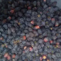 ترباری|عمده‌فروشی|خورموج, |دیوار