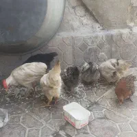 ۷ عدد جوجه|حیوانات مزرعه|مریوان, |دیوار