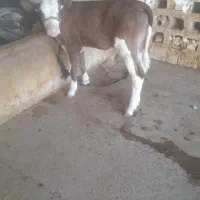 گوساله نر فروشی