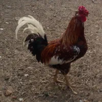 مرغ تخم گذار