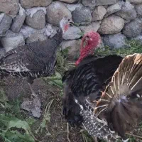 تخم بوقلمون برنز تازه و محلی نطفه دار فقط۱۰۰