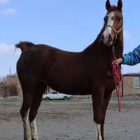 اسب