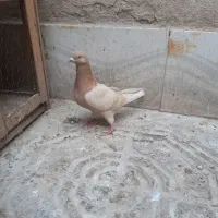 کفتر نر