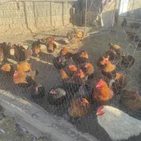 مرغ تخمگذار جوان پرورش ارگانیک در فضای باز