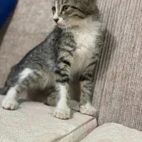 گربه