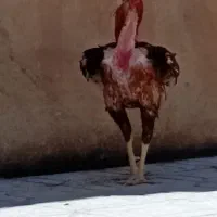 لاری