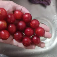 آلوچه