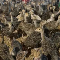 جوجه بوقلمون بیوتی و برنز