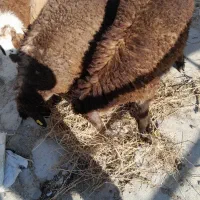 ۳ تا بره نر سالم