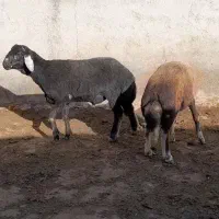 دو راس بره قوچی عطیقه