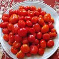 گوجه محلی