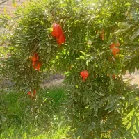 انارملس