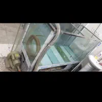 آکواریوم ماهی قزل آلا.زنده