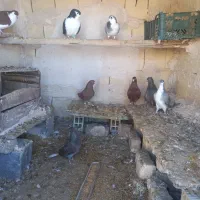 دم‌سفید|پرنده|قوچان, |دیوار