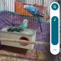 پرنده مرغ عشق