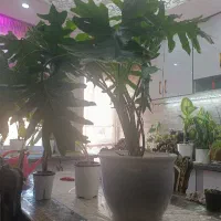 برگ انجیری