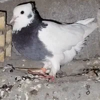 یک عدد طوقی پرشی ماده