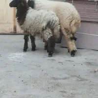 روستای میاناب