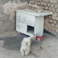 سگ پشمالو