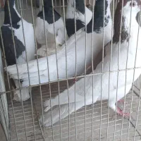 کفتر رنگه چپ