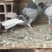 کبوتر شازده سبز