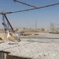 کبوتر|پرنده|رفسنجان, |دیوار