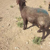 قوچ افشار
