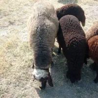گوسفند نر