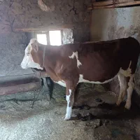 گوساله 13ماه