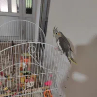 فروش عروس هلندی ماده