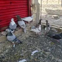 پلاکی و شیخ