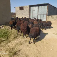 فروش 40راس گوسفند قره غزل افشار شیشک درج یک