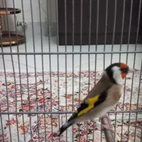سهره جوجه قفس