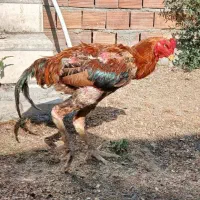 لاری