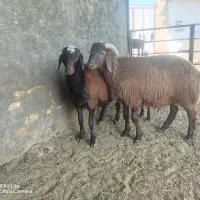 بره نر گوشتی مناسب برای کشتار و تخمی