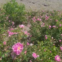 گل.|گل و گیاه طبیعی|سبزوار, کراب|دیوار