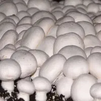 پرورش قارچ دکمه ای